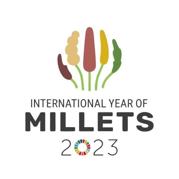 Brown Top Millet Flour