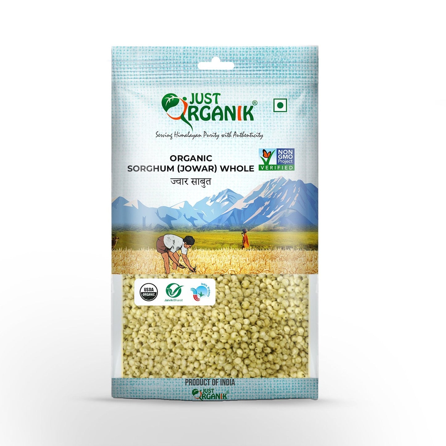 Sorghum (Jowar)